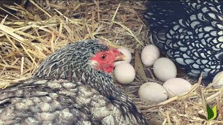 PORTRAIT Martine la poule Wyandotte  Truffaut [upl. by Bander673]