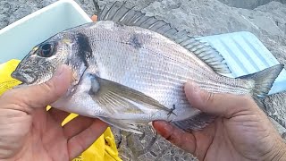 Rockfishing  pesca a fondo in porto orata di poco più di 500 grammi sul granchio come esca [upl. by Elora387]