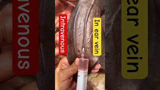 Intravenous injection in ear vein l dr Umar khan [upl. by Handler]