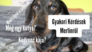 Gyakori kérdések Merlinről🐶 merlinkalandok [upl. by Carhart]