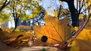 Autumn in Toronto [upl. by Hubsher]