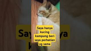 Kucing oyen [upl. by Eidnam]