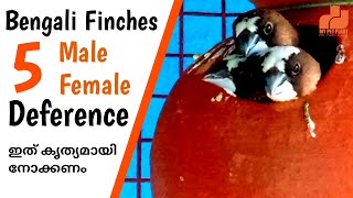 Bengali Finches Male Female Difference  Society Finch Bird Malayalam  MY PET PLANT [upl. by Hoj]