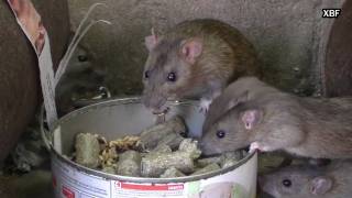 Rates de claveguera Rattus norvegicus HD [upl. by Einram799]