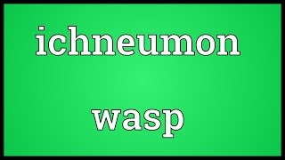 Ichneumon wasp Meaning [upl. by Dorman490]