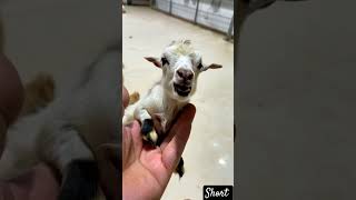 viralshortshorts a newborn baby goat held by human two fingers [upl. by Arammahs]