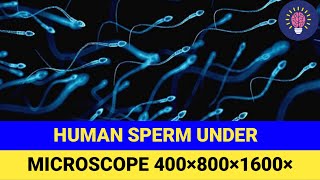 Human Sperm Under Microscope  Science Deep [upl. by Kila]