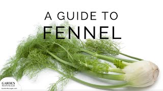 Growing Fennel [upl. by Reinaldos751]