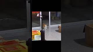 Gato perde o gato correndo de vista😺😯Cat loses sight of cat running ahorts shor sports shorts [upl. by Asenev]