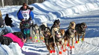 What is the Iditarod  AK Explained [upl. by Michon]