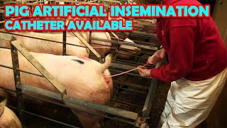 PIG ARTIFICIAL INSEMINATION amp CATHETER AVAILABLE [upl. by Eade]