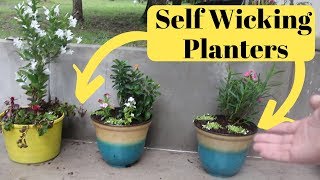 Growing Flowers in Self Wicking Tubs [upl. by Viking]