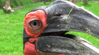 Southern Ground Hornbill making sound [upl. by Paola]