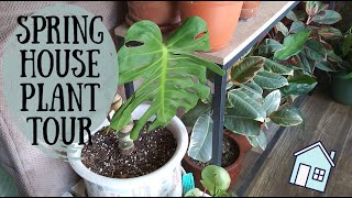 Spring 2020 Houseplant Tour  Apartment Plants Tour [upl. by Annyl]