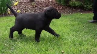 Miniature Labradoodle Puppies For Sale [upl. by Saied799]