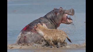 Hyenas vs Hippo  Amboseli NP  Kenya 2019 [upl. by Frost]