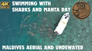 Maldives Aerial and Underwater Adventure  Swimming with Sharks and Manta ray  Nature Connection [upl. by Sanyu111]