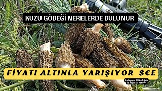 ÇANAKKALE KUZULARI 🍄🍄 Kuzu göbeği mantarı Morel mushroom Morchella Göbelek Göbek mantarı [upl. by Atinahc]