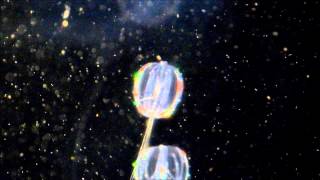 Amazing Colorful lights Warty Comb Jelly Sea Walnut 2 [upl. by Haida]