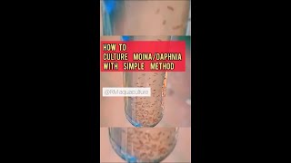 How to culture MoinaDaphnia with simple method for beginners shorts short [upl. by Oreste]