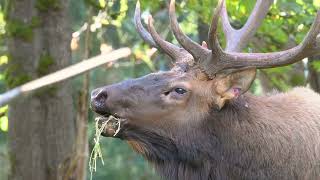 Bull Elk Bugling During Rut [upl. by Diskson912]