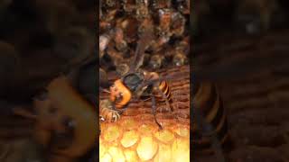 Western Honeybees Brave Defense Giant Hornet Retreats Under Pressure [upl. by Theone]