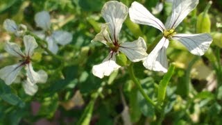 Rucola Eruca vesicaria medicinal plant [upl. by Ashraf453]