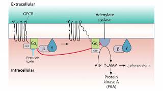 Virulence for the USMLE Step 1 [upl. by Favianus]