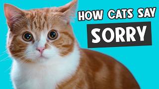 11 SIGNS YOUR CAT IS APOLOGIZING TO YOU 🔥 [upl. by Virgilio]