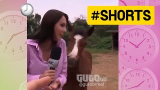 Cavalo pede doação para jornalista shorts [upl. by Eikcuhc]