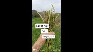 Kuşkonmaz nerede bulunur bigali çanakkale kuşkonmaz asparagus [upl. by Teddman]