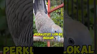 PERKUTUT LOKAL BEKURbirds zebradove perkutut birdshorts [upl. by Peg]