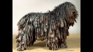 Bergamasco [upl. by Meedan45]