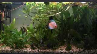 Setting up a Tropical Freshwater Aquarium [upl. by Hoffmann]