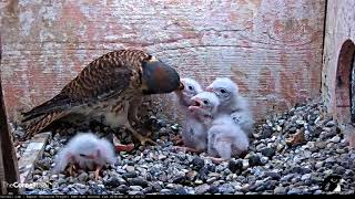 Vole Fed To Kestrel Nestlings Smallest Chick Tumbles And Is Returned By Female – June 22 2018 [upl. by Ashok]