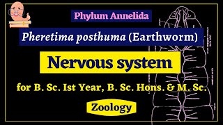 Pheretima posthuma  Nervous system  Zoology [upl. by Aneleve202]