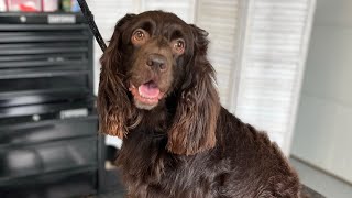 Boykin Spaniel  Dog Grooming [upl. by Nibram]