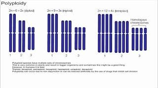 Polyploidy [upl. by Harrington]