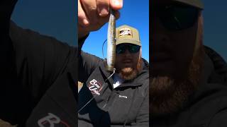 How to Rig a BU Weedless Ned amp ZManFishingProducts FattyZ bassunion bassunionjigs zman [upl. by Oranneg639]