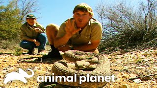 Steve Irwins Wildest Snake Encounters  Crocodile Hunter  Animal Planet [upl. by Julian]