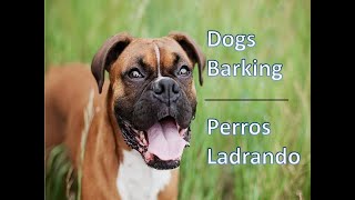 🐕🐶DOGS BARKING to Make your Dog Bark 11 Dog Breeds Barking Sound Effects HD and Puppies [upl. by Kayley178]