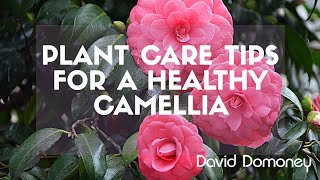 David Domoney camellia plant care tips [upl. by Girardi]