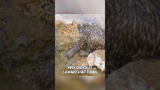 Une jaguar demande laide des humains pour sauver son petit [upl. by Otrebogad]