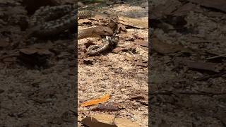 King cobra eating another snake kingcobra cobra snake wildlife nature reptiles snakelovers [upl. by Corsetti780]