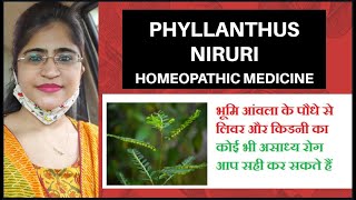 Phyllanthus niruri Q for liver and gastric problems।।Magical remedy for hepatitis and gastritis।। [upl. by Blanka]