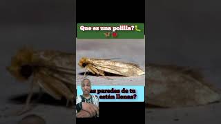 🚨las polillas son familia de la mariposa TU CASA ESTA LLENA DE ESO🐛🙆🏻‍♂️🦋🧠 [upl. by Spiros]