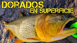 👉DORADO GRANDE me PARTE el SEÑUELO al MEDIO en REPRESA DE PALMAR RIO NEGROSORIANO URUGUAY [upl. by Emmalyn]