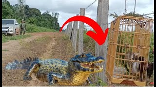 Uma pegada do CURIÓ CROCODILO Olha o que aconteceu depoisrsrs [upl. by Anaek]