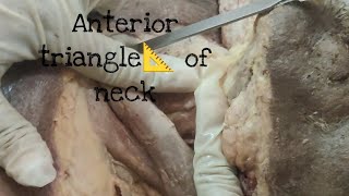 Anterior triangle of neck  Neck Dissection  Anatomy  DrDDC [upl. by Leidba]