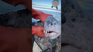 Why does the wolffish have such a strong bite satisfying knowledge [upl. by Dremann824]